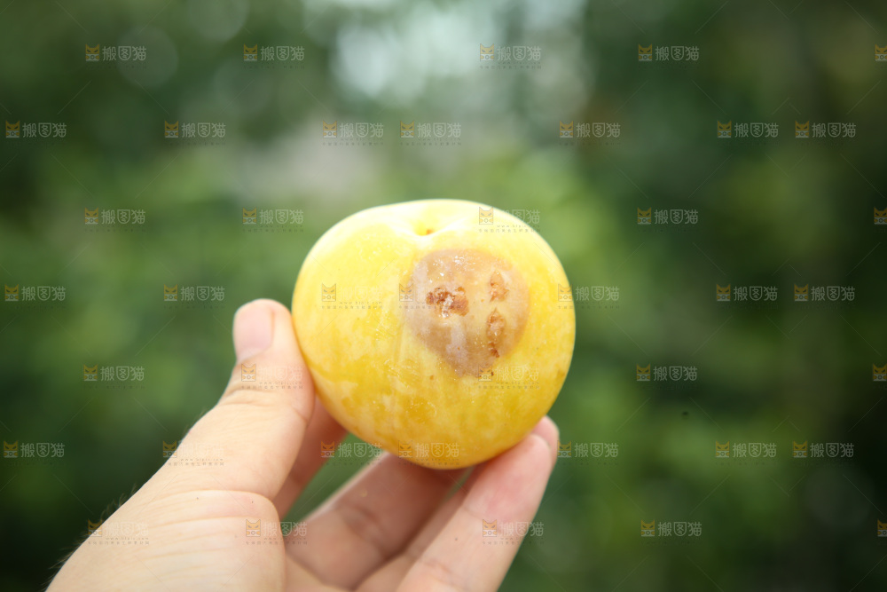 桃花李