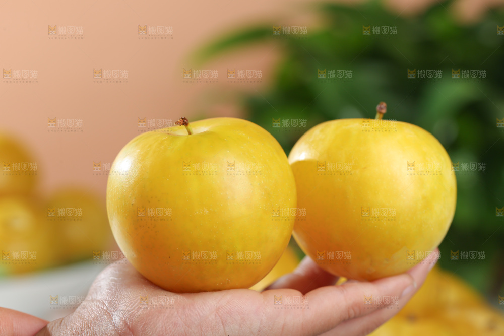 桃花李