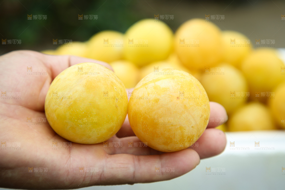 桃花李