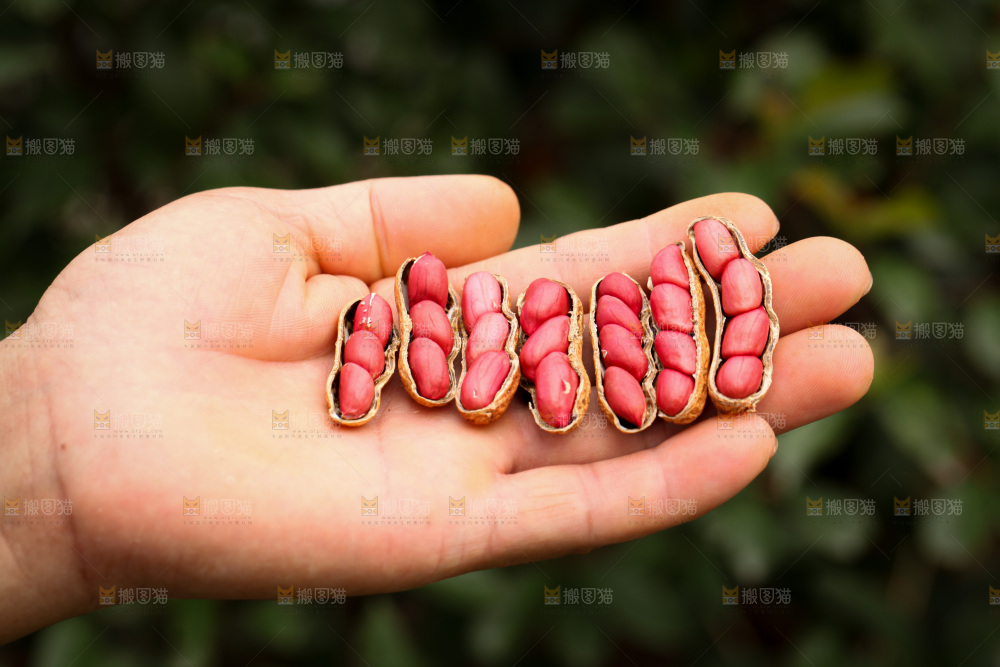 红皮花生