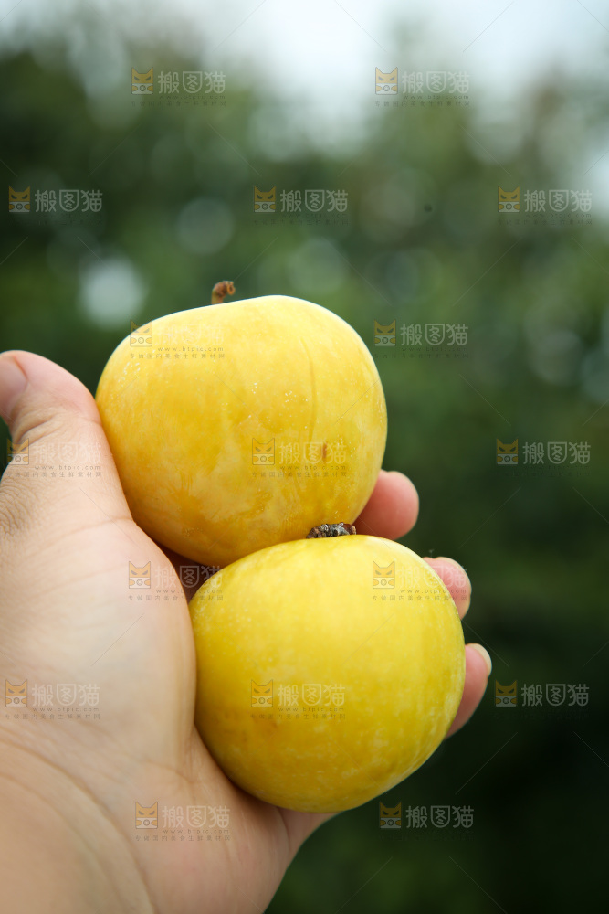 桃花李