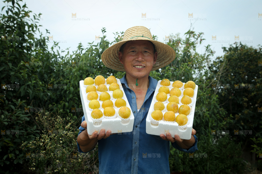 桃花李