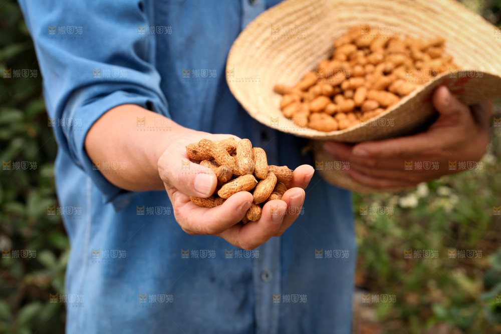 红皮花生