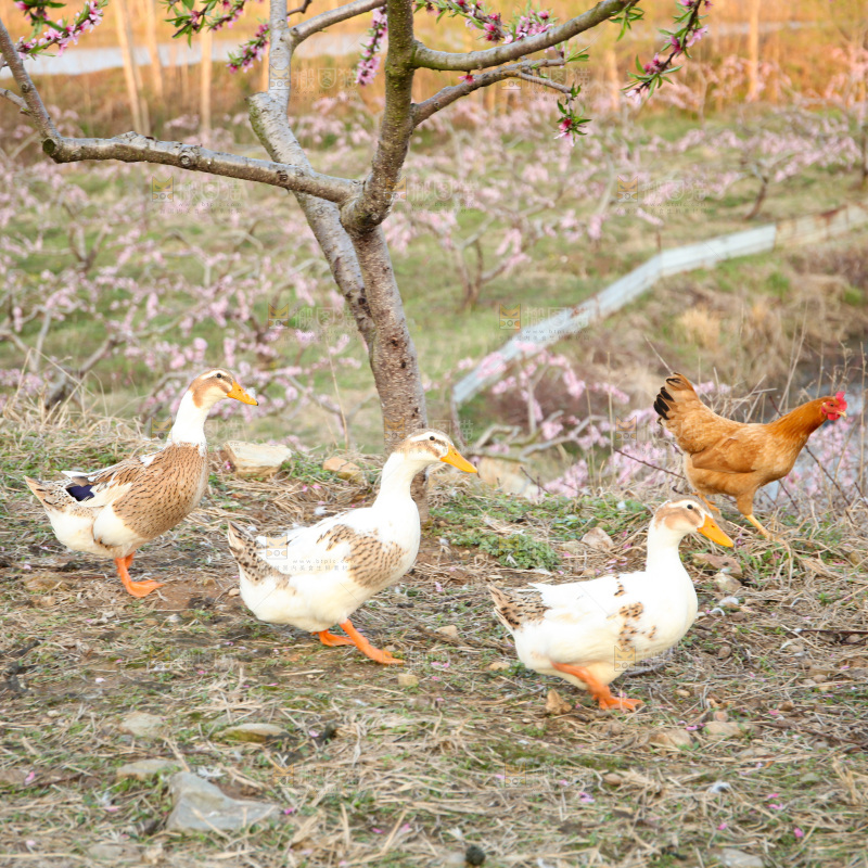 鸭子