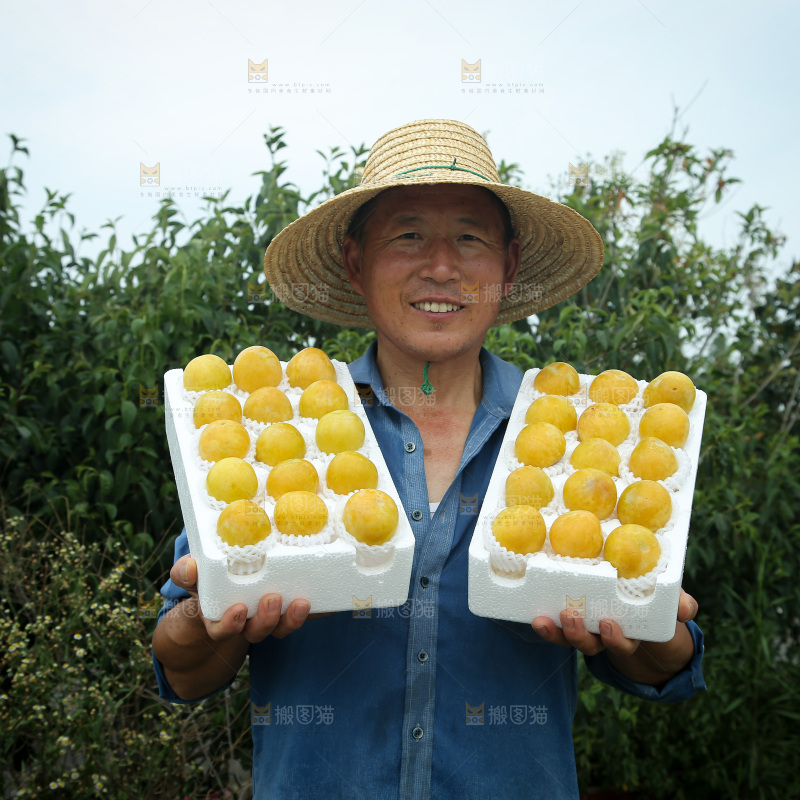 桃花李