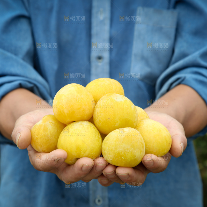 桃花李