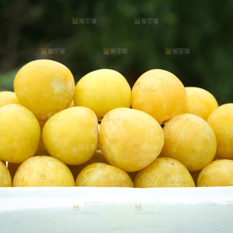 桃花李