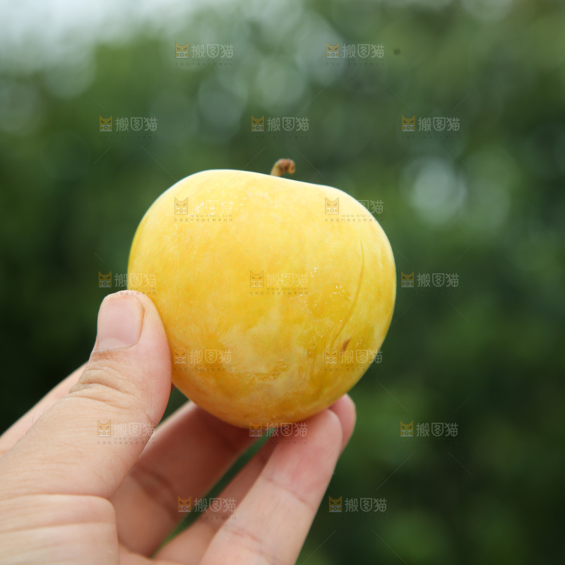 桃花李