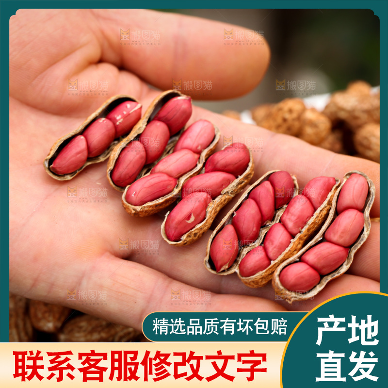 红皮花生