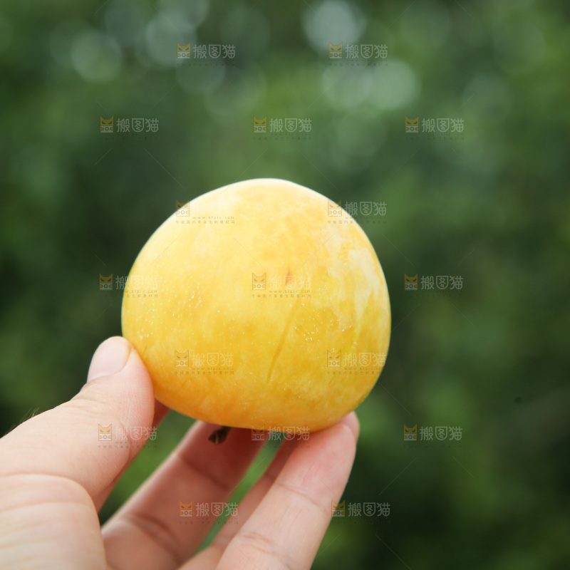 桃花李
