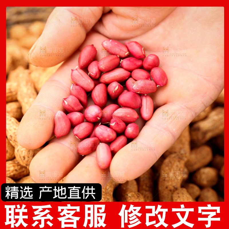 红皮花生