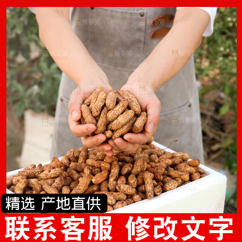 红皮花生