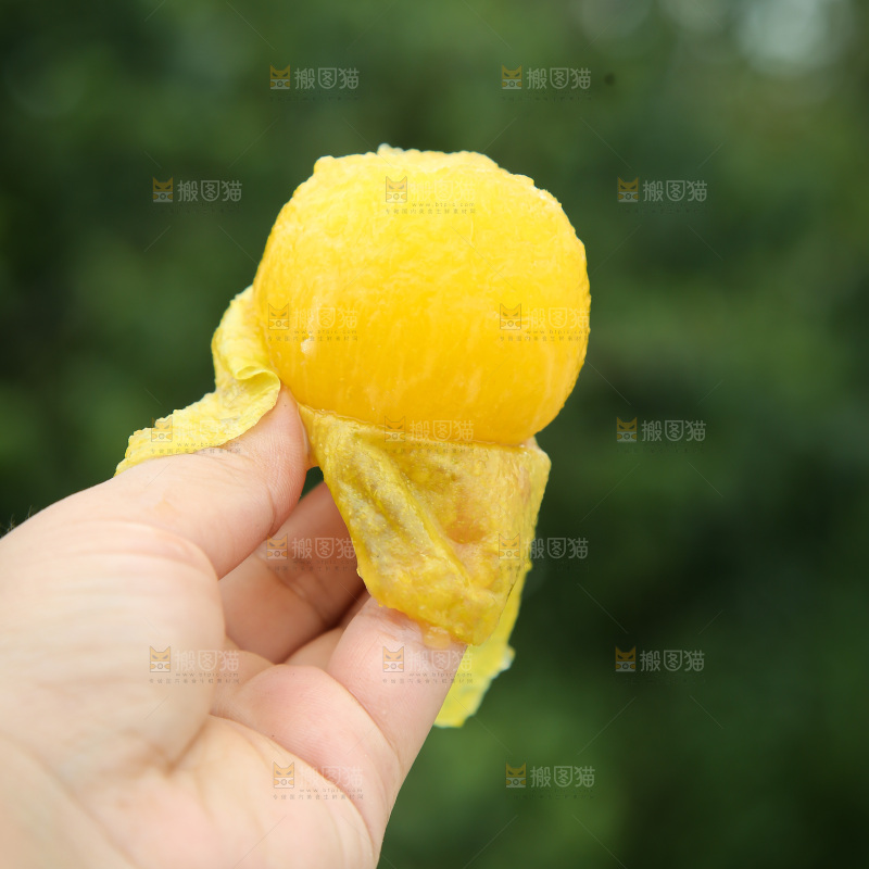 桃花李