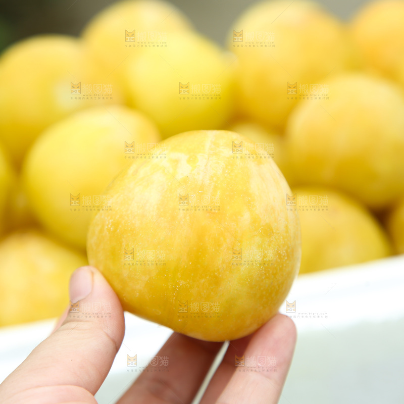 桃花李
