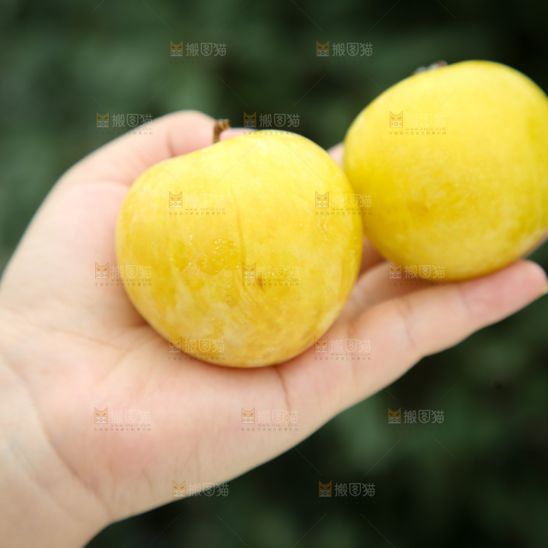 桃花李