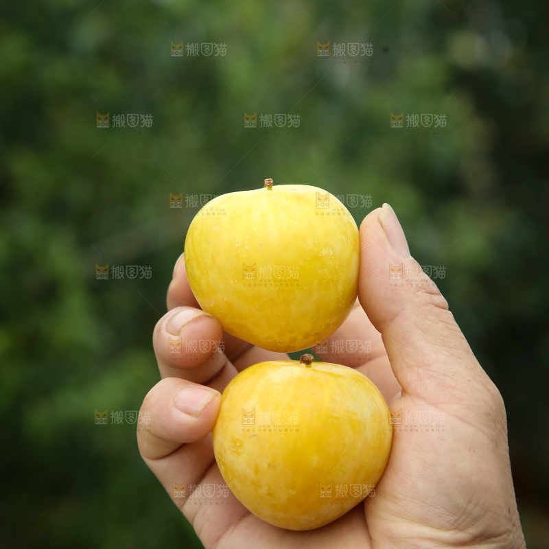桃花李