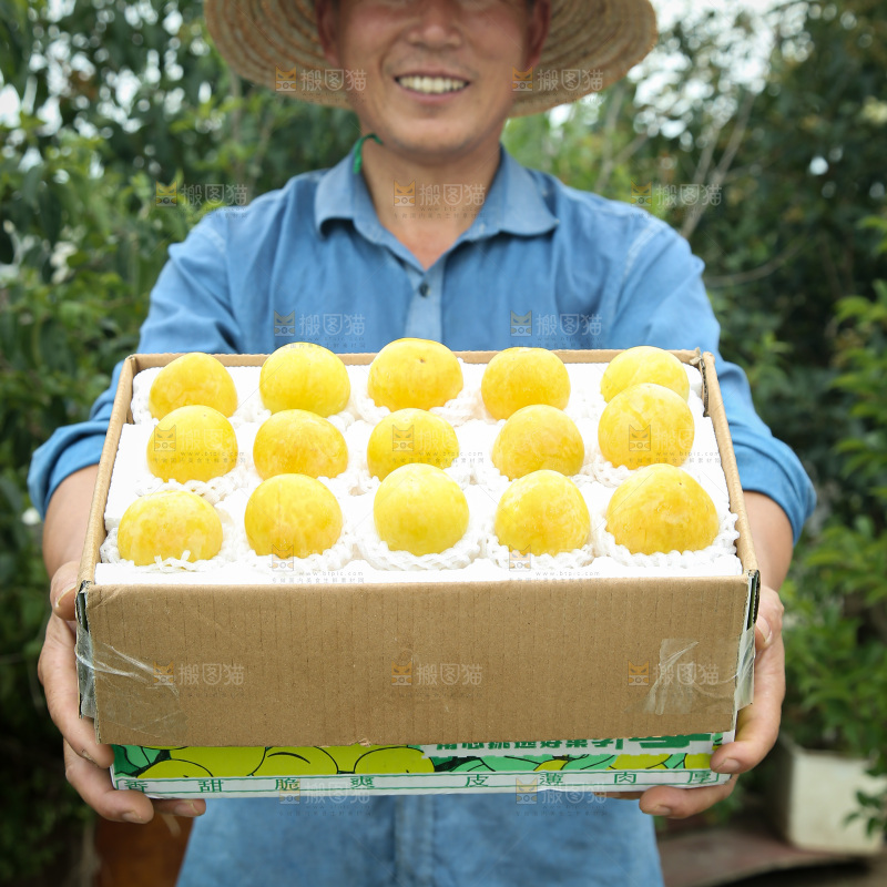桃花李