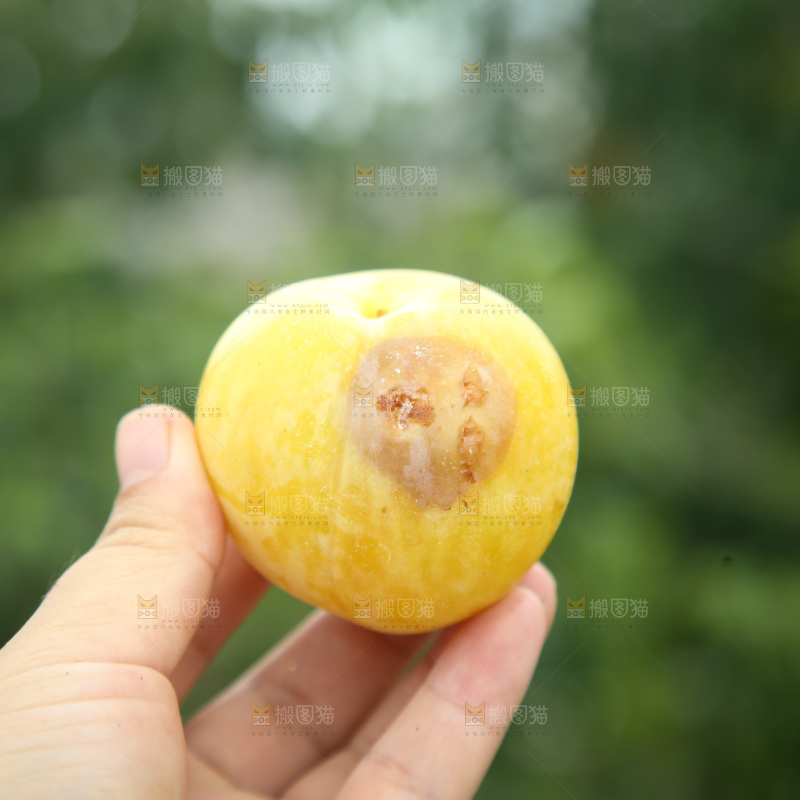 桃花李