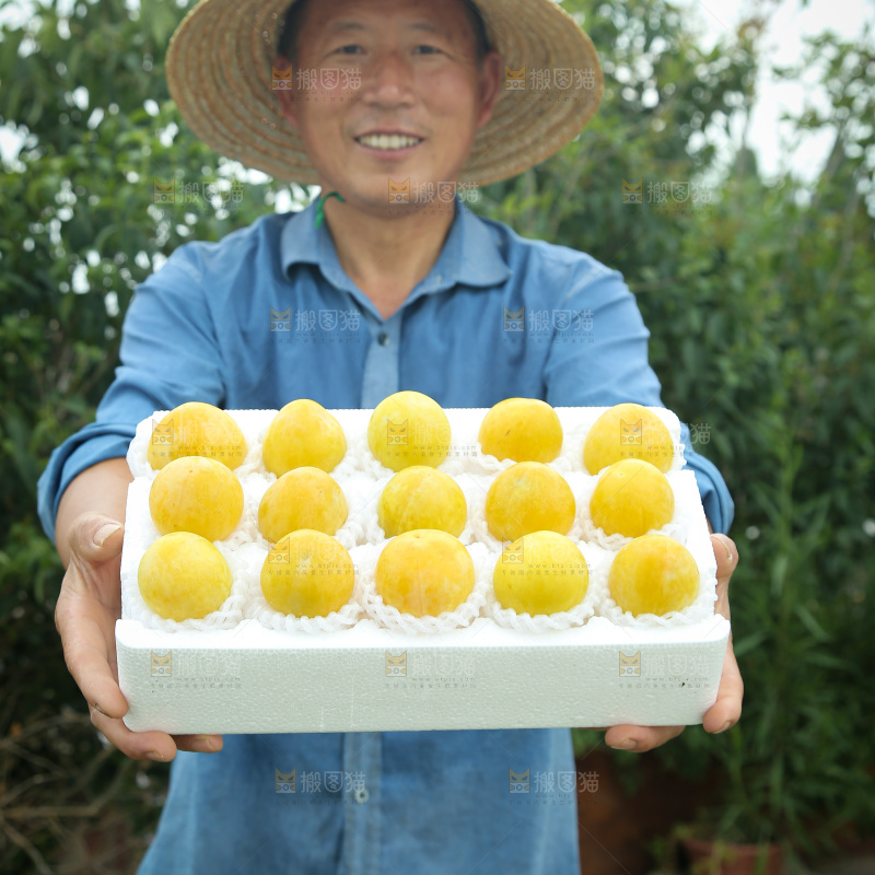 桃花李