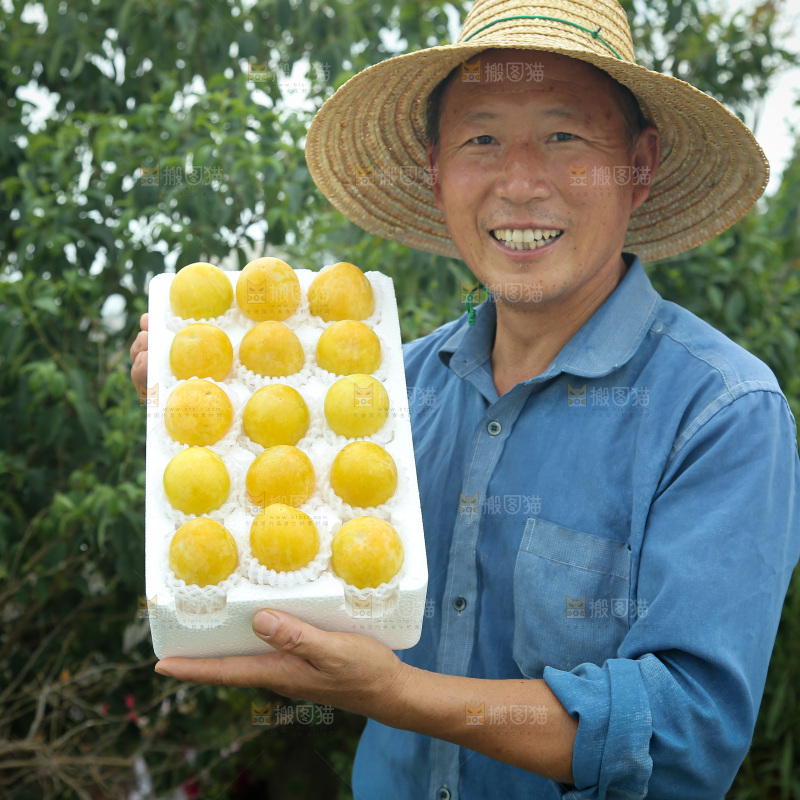 桃花李