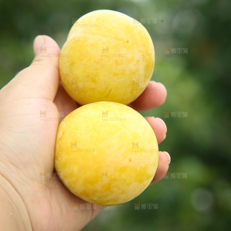 桃花李