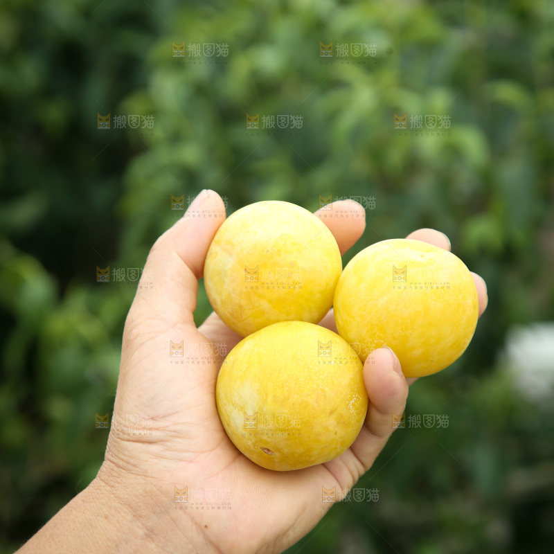 桃花李