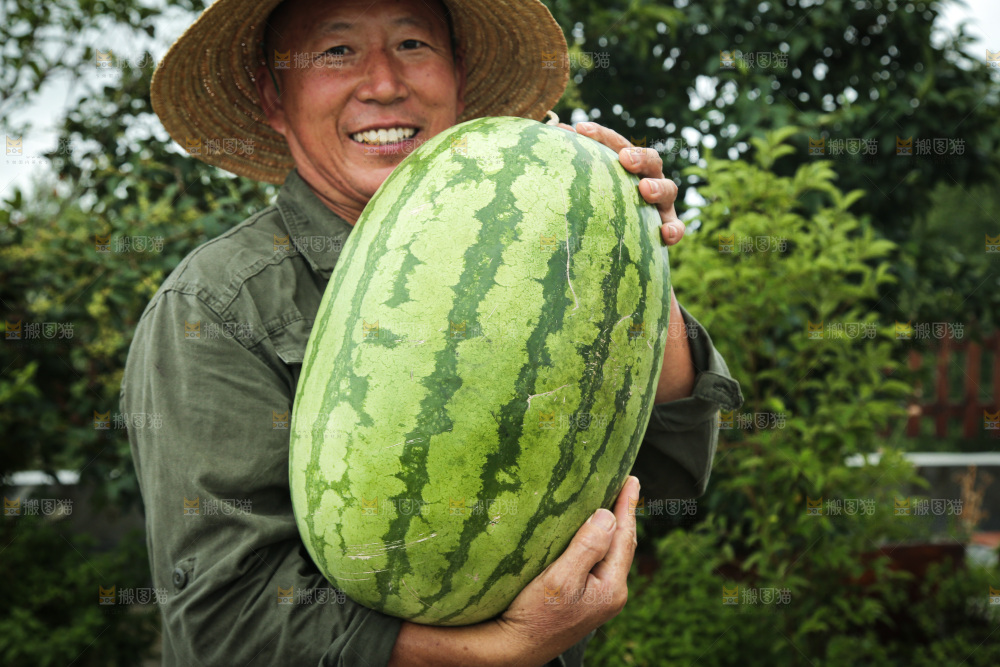 石头瓜