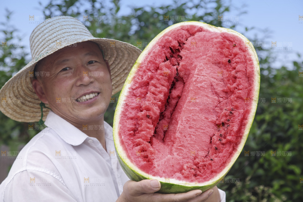 石头瓜