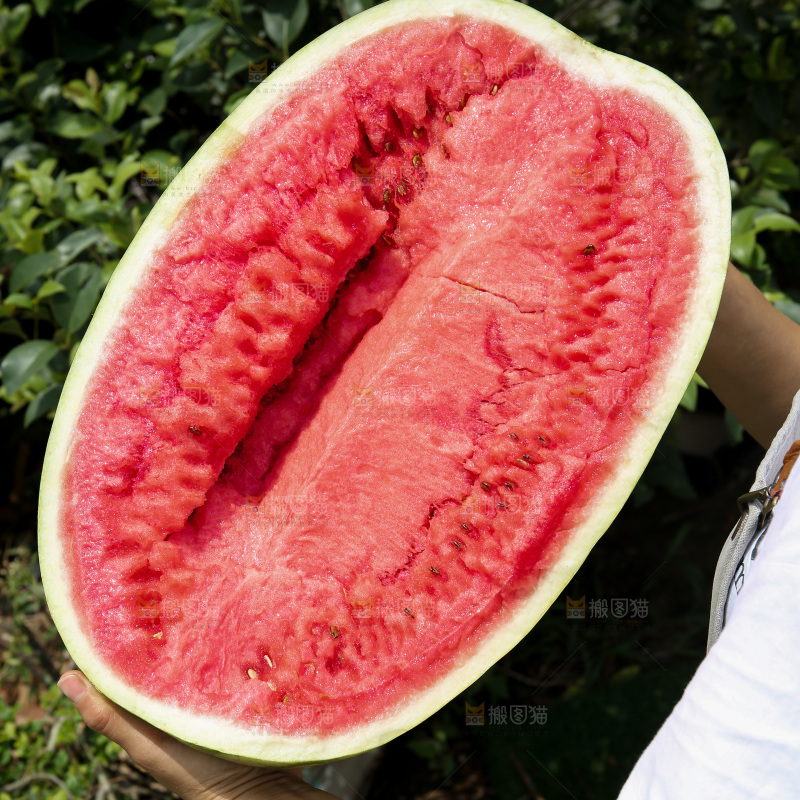 石头瓜