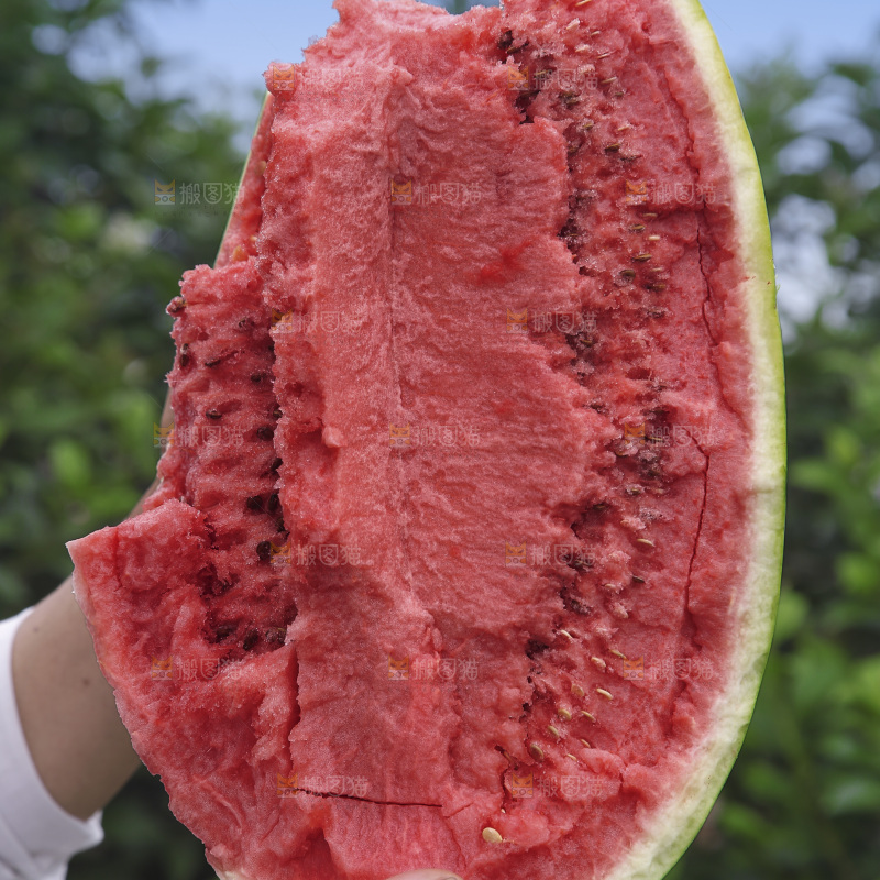 石头瓜