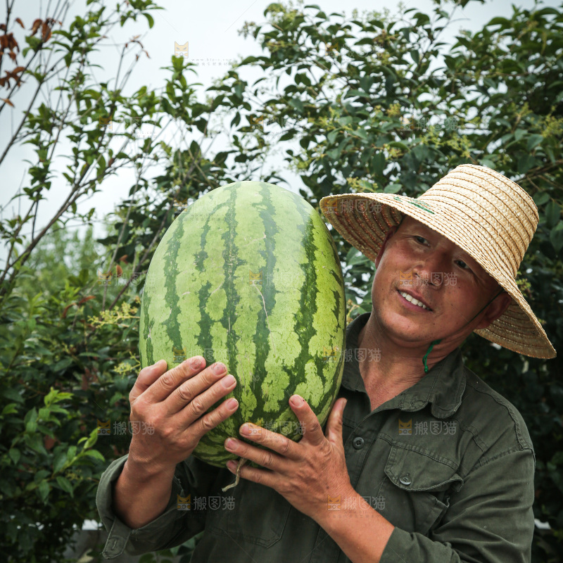 石头瓜