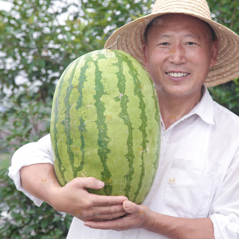 石头瓜
