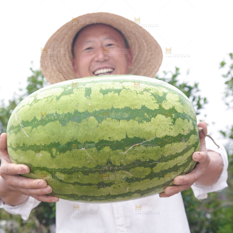 石头瓜