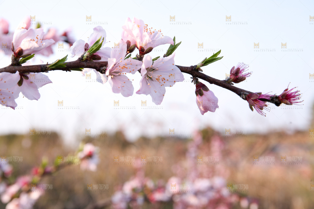 桃花