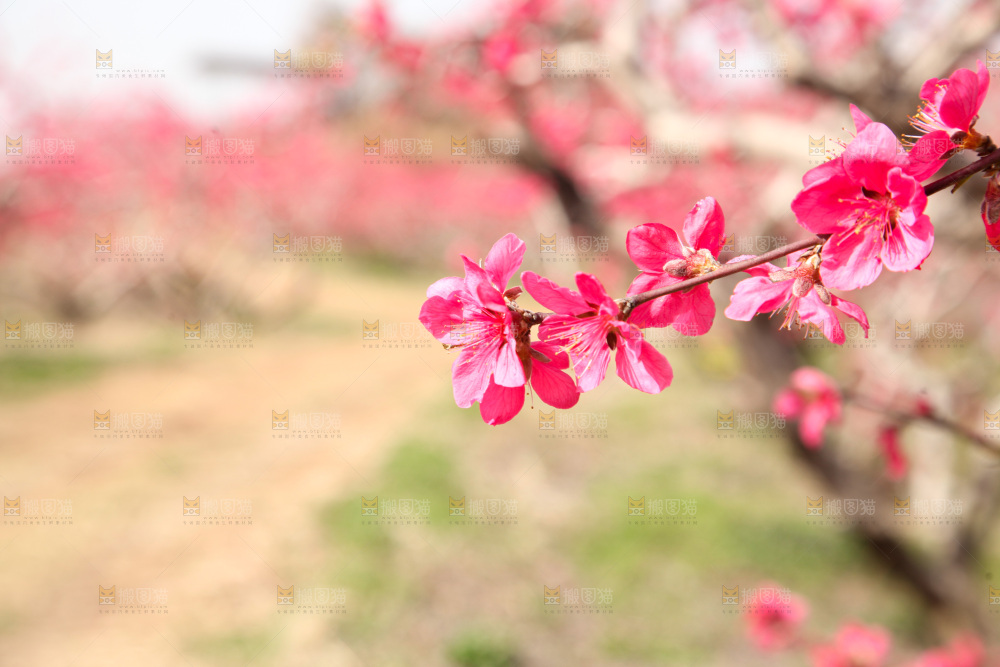 桃花