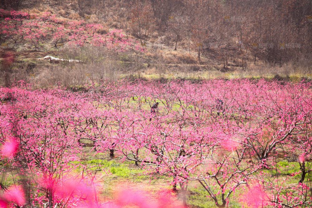 桃花