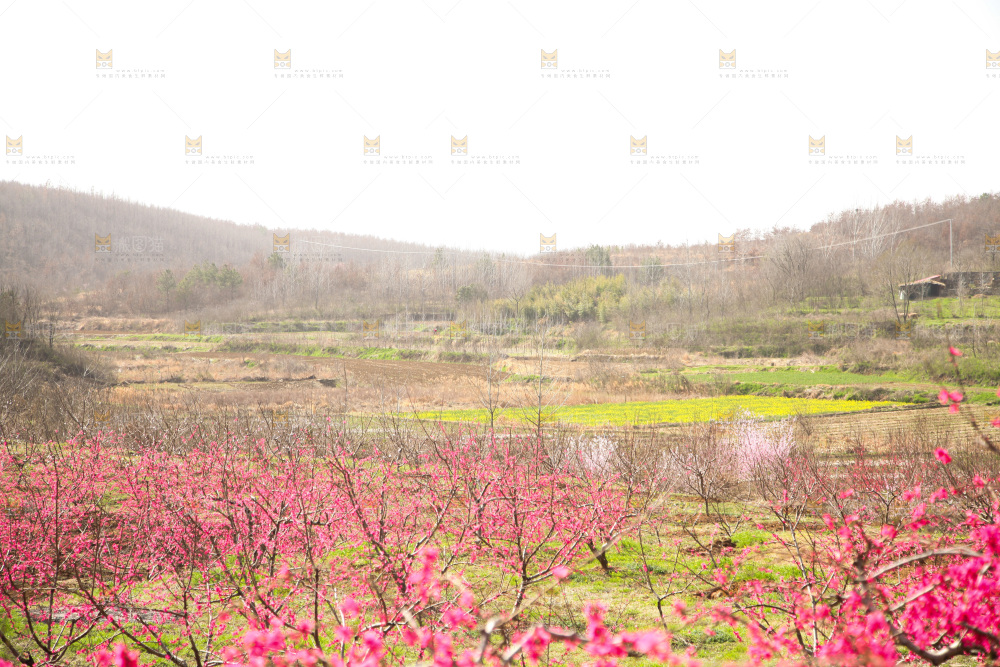 桃花
