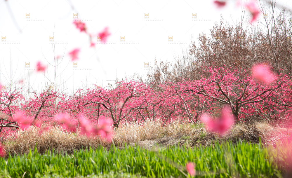 桃花