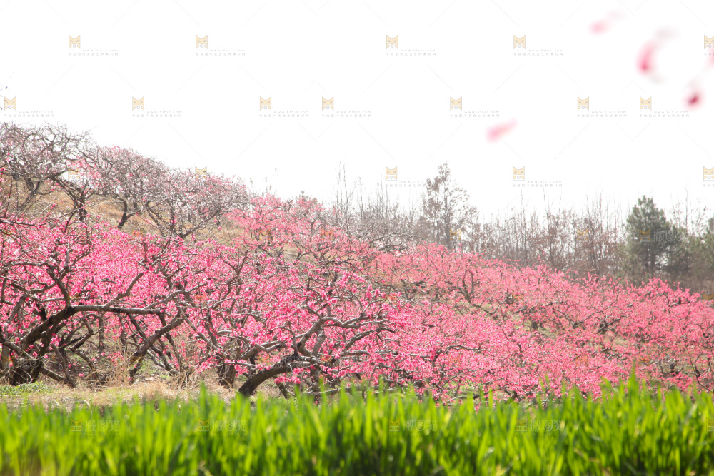 桃花