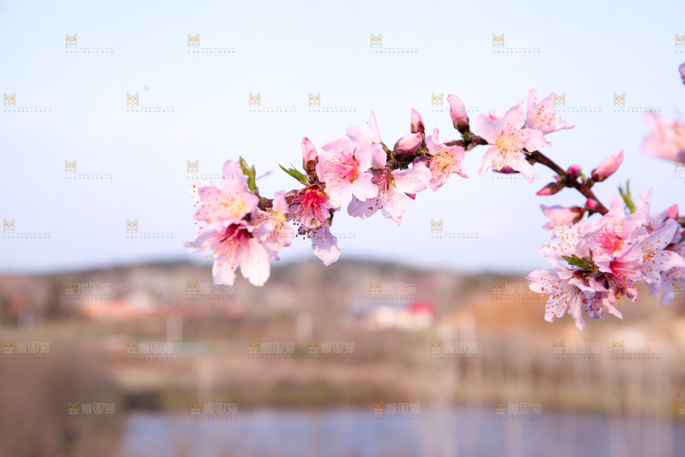 桃花