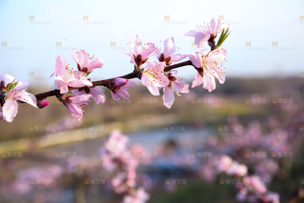 桃花