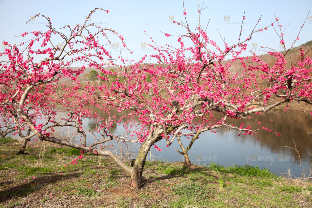 桃花