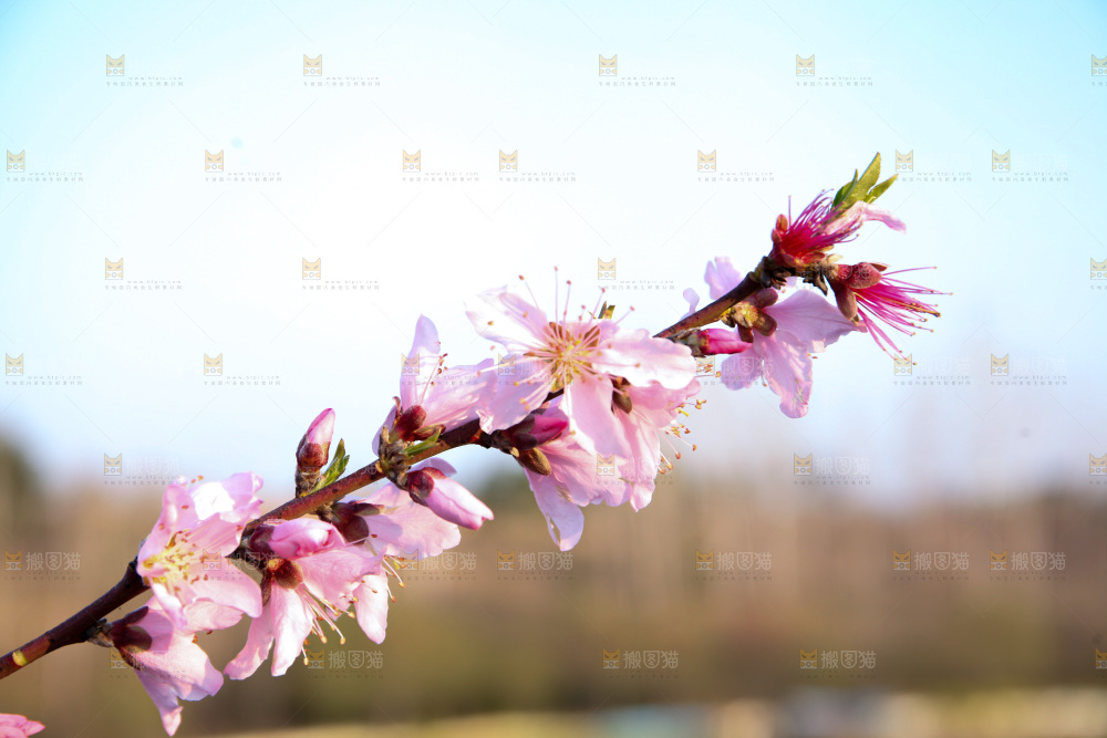 桃花