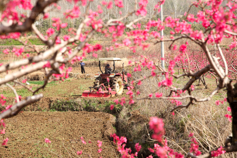 桃花