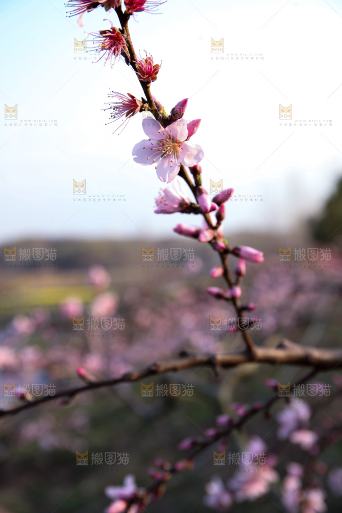 桃花