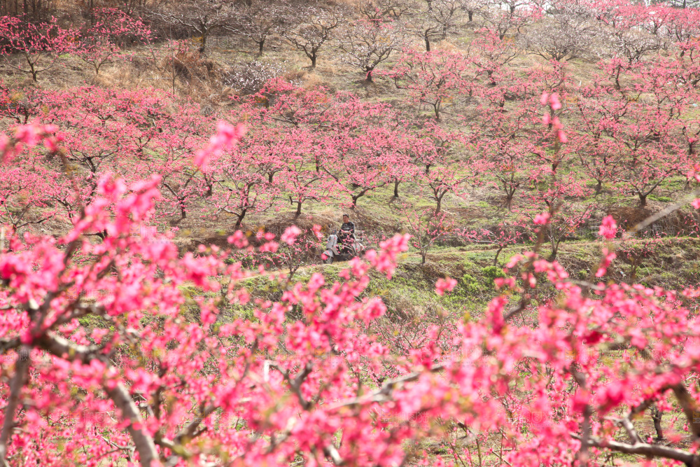 桃花