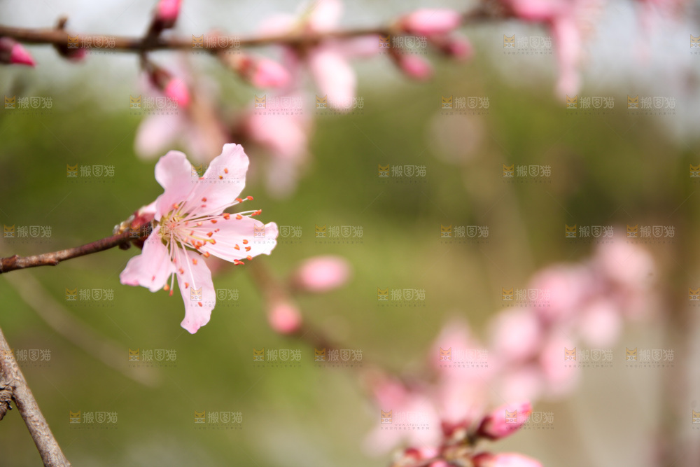 桃花
