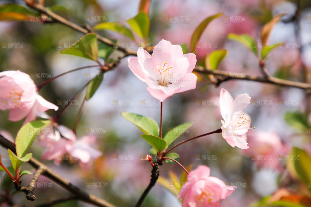 樱花