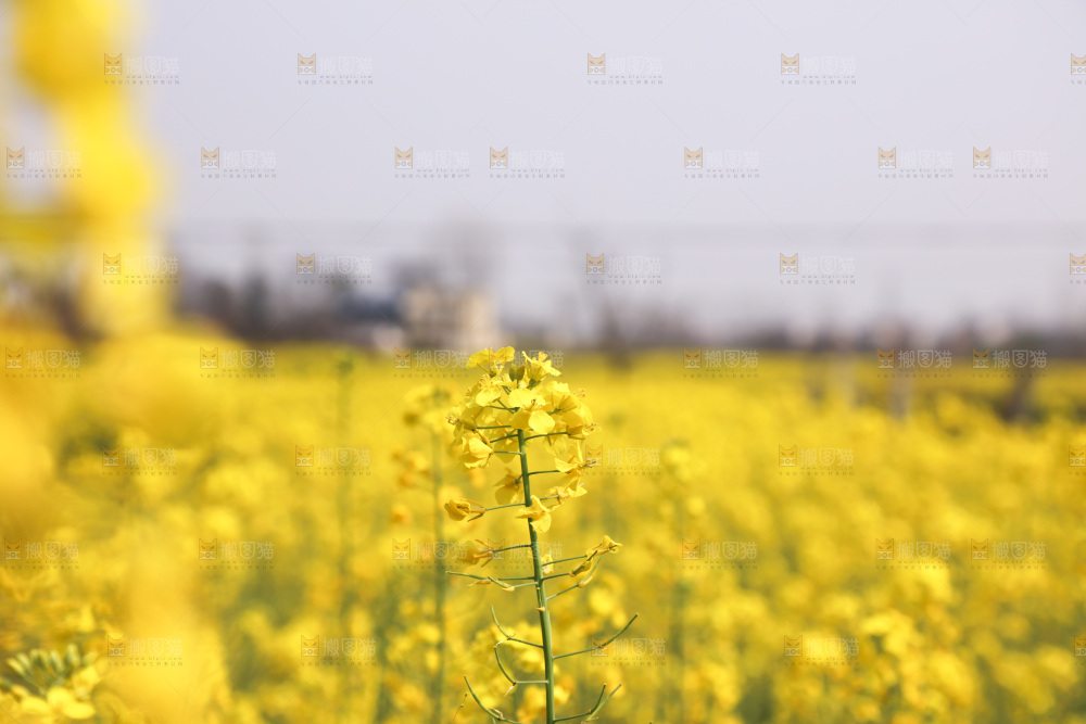 油菜花