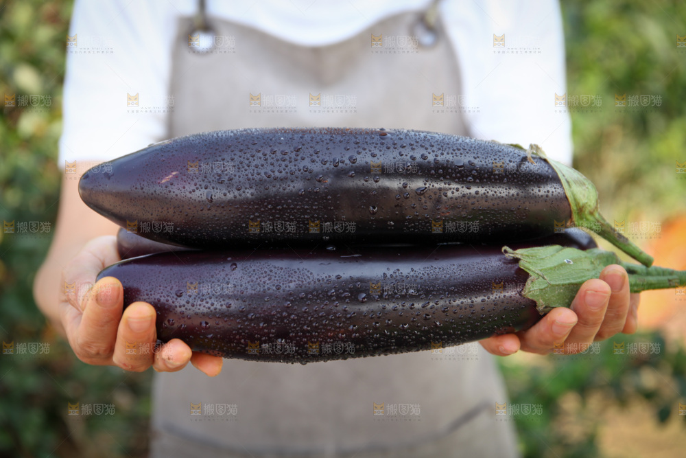 紫茄子